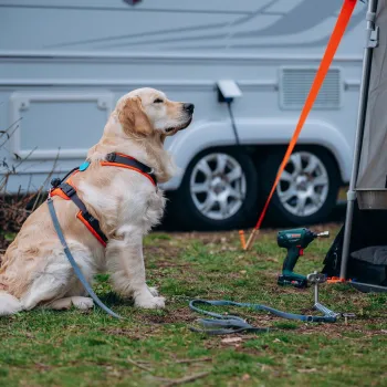 Hundehering - Bodenanker für Haustiere