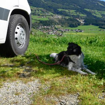 Hundesitter Elefant -
