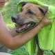 Hundehandtuch Pet Towel
